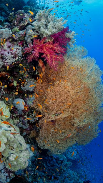 Обои 750x1334 коралловый риф, подводный мир