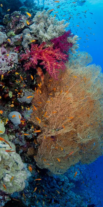 Обои 720x1440 коралловый риф, подводный мир