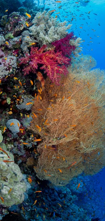 Обои 1080x2280 коралловый риф, подводный мир