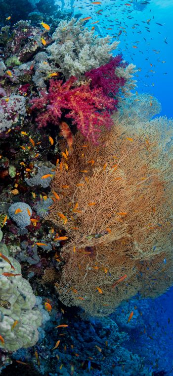 Обои 1080x2340 коралловый риф, подводный мир