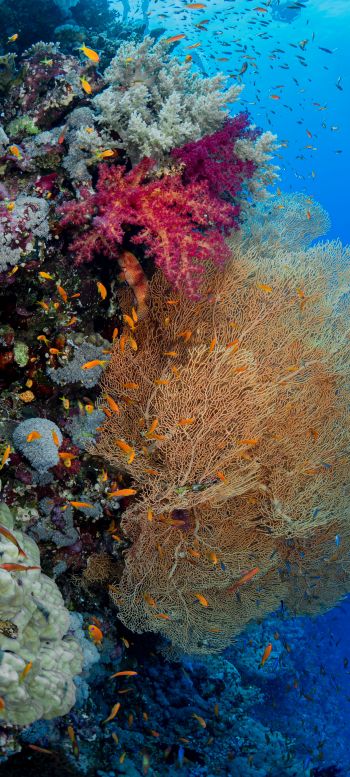 Обои 720x1600 коралловый риф, подводный мир