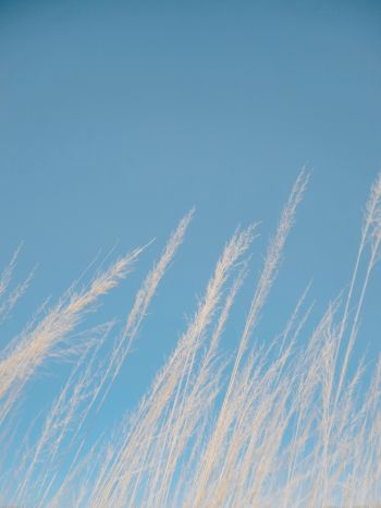 blue sky, grass Wallpaper 1620x2160