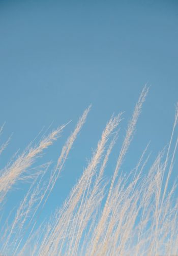 blue sky, grass Wallpaper 1668x2388