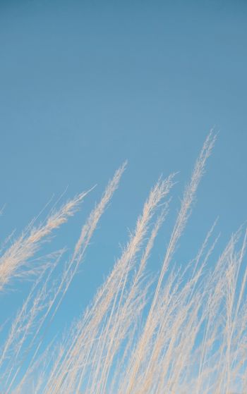 blue sky, grass Wallpaper 1752x2800