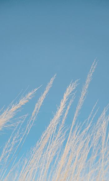 blue sky, grass Wallpaper 1200x2000