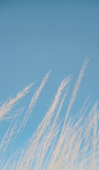 blue sky, grass Wallpaper 600x1024
