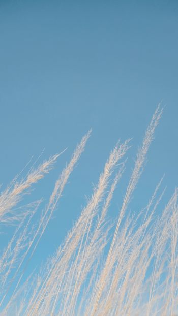 Обои 720x1280 голубое небо, трава
