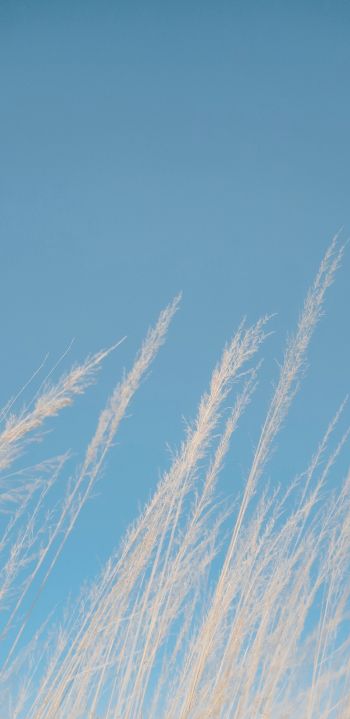 blue sky, grass Wallpaper 1080x2220
