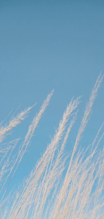 blue sky, grass Wallpaper 1080x2280