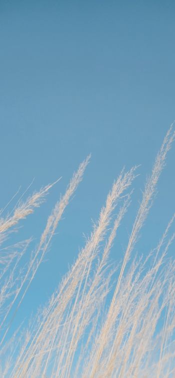 blue sky, grass Wallpaper 1170x2532