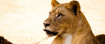 lioness, predator, wild nature Wallpaper 2560x1080