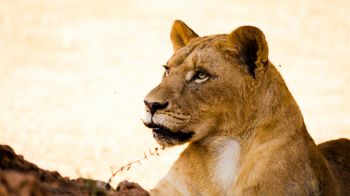 lioness, predator, wild nature Wallpaper 2560x1440