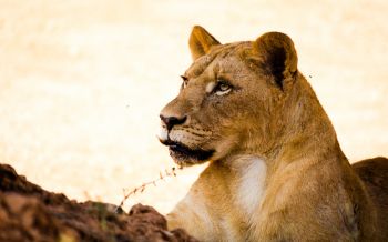 lioness, predator, wild nature Wallpaper 2560x1600