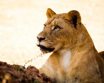 lioness, predator, wild nature Wallpaper 1280x1024