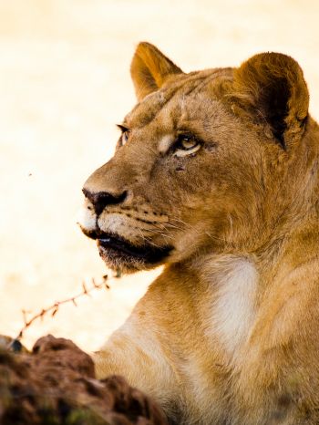 lioness, predator, wild nature Wallpaper 1620x2160