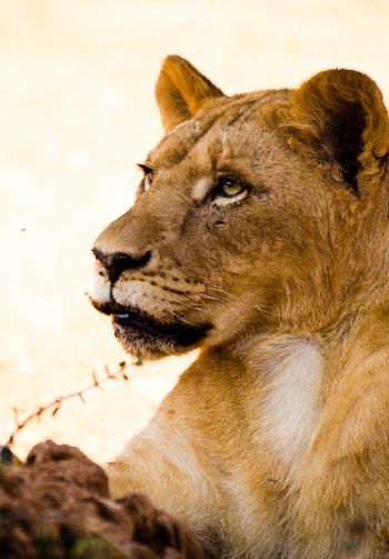 lioness, predator, wild nature Wallpaper 1640x2360