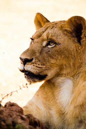lioness, predator, wild nature Wallpaper 640x960