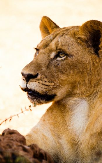 lioness, predator, wild nature Wallpaper 1600x2560