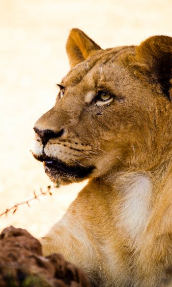 lioness, predator, wild nature Wallpaper 1200x2000