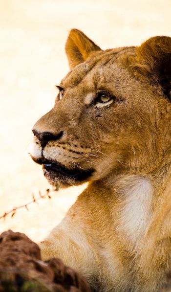 lioness, predator, wild nature Wallpaper 600x1024