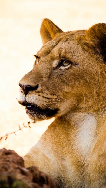 lioness, predator, wild nature Wallpaper 640x1136