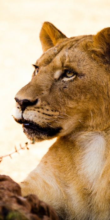 lioness, predator, wild nature Wallpaper 720x1440