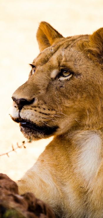 lioness, predator, wild nature Wallpaper 1440x3040