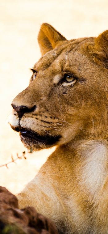lioness, predator, wild nature Wallpaper 1170x2532