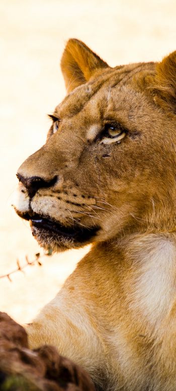 lioness, predator, wild nature Wallpaper 1440x3200