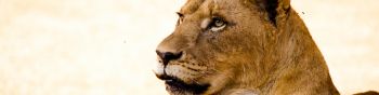 lioness, predator, wild nature Wallpaper 1590x400