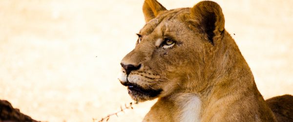 lioness, predator, wild nature Wallpaper 3440x1440