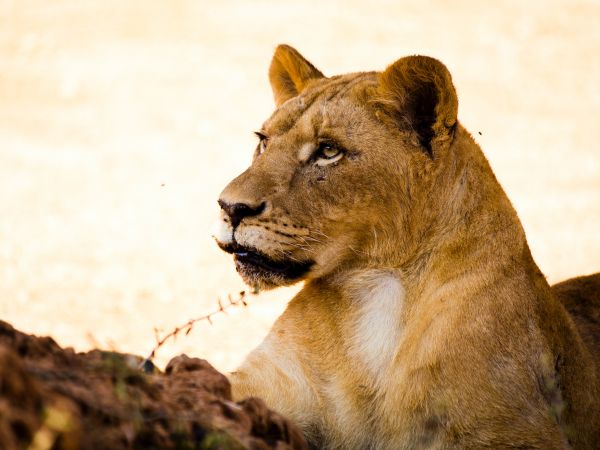 lioness, predator, wild nature Wallpaper 800x600