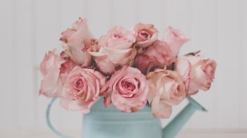 Обои 2048x1152 розовые розы, букет роз