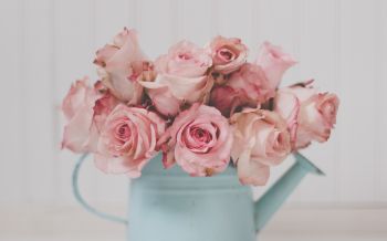 pink roses, bouquet of roses Wallpaper 1920x1200