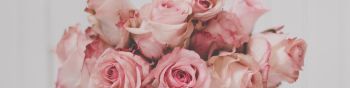 pink roses, bouquet of roses Wallpaper 1590x400
