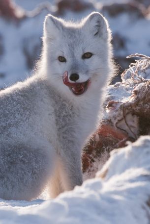 fox, winter, snow Wallpaper 640x960