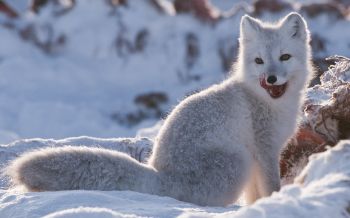 fox, winter, snow Wallpaper 2560x1600