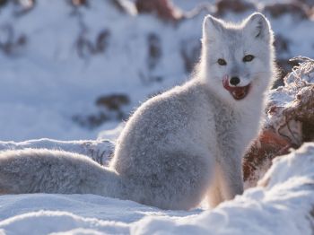 fox, winter, snow Wallpaper 800x600
