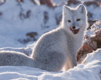 fox, winter, snow Wallpaper 1280x1024