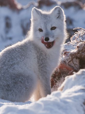 fox, winter, snow Wallpaper 1536x2048