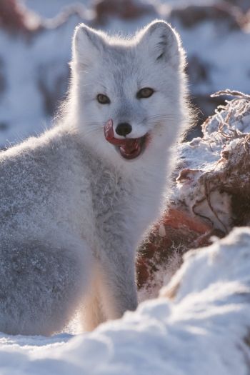 fox, winter, snow Wallpaper 640x960