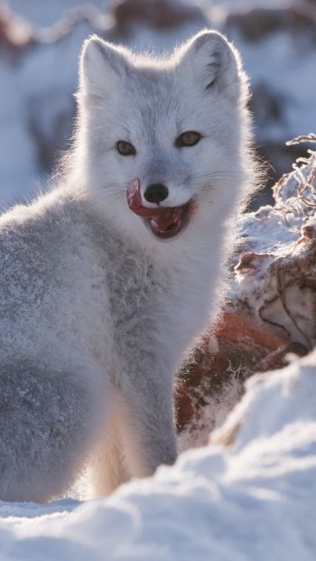 fox, winter, snow Wallpaper 640x1136