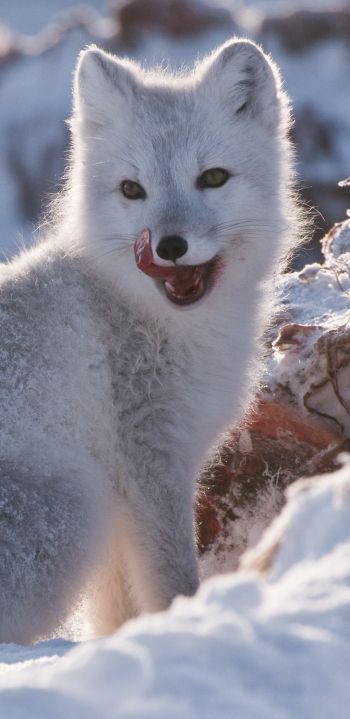 fox, winter, snow Wallpaper 1080x2220