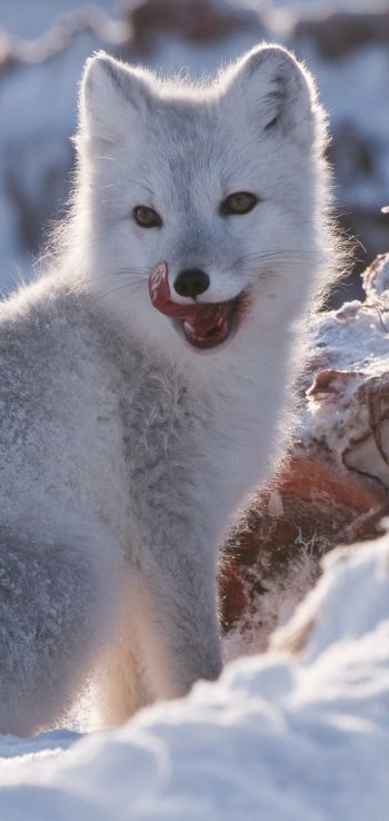 fox, winter, snow Wallpaper 720x1520