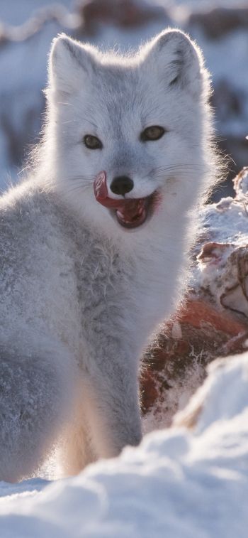 fox, winter, snow Wallpaper 828x1792