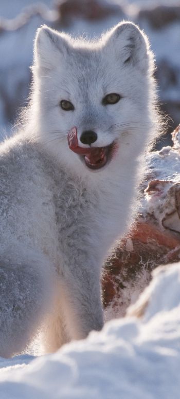 fox, winter, snow Wallpaper 720x1600