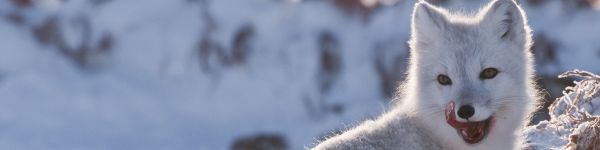 fox, winter, snow Wallpaper 1590x400