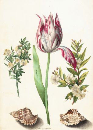 tulip, figure, flower arrangement Wallpaper 7637x10639