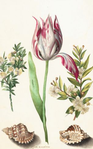 tulip, figure, flower arrangement Wallpaper 1600x2560
