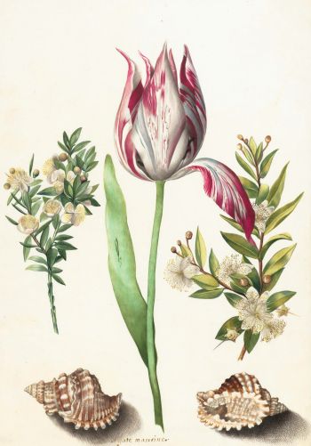 tulip, figure, flower arrangement Wallpaper 1668x2388